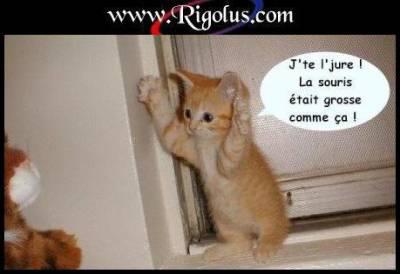 petit chaton