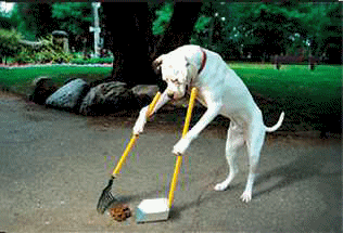 voila ce chien est propre