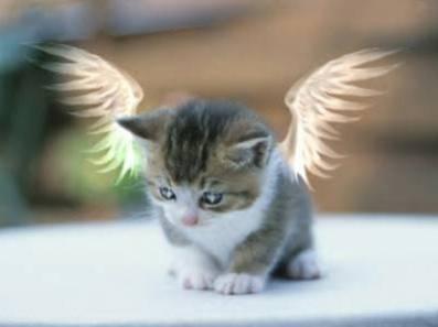 chat ange lache tes coms